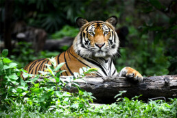 Illustration depicting a tiger looking at the camera with it's paw on a log surrounded by forest.