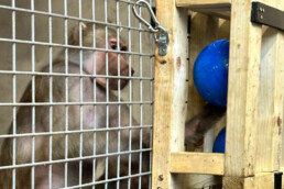 A close up of a monkey playing with a ball toy.