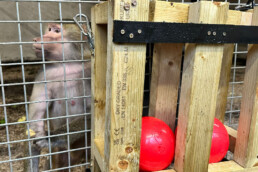 A close up image showing a monkey playing with a red ball.